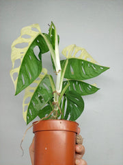 Monstera Adansonii Variegata