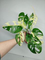 Monstera Adansonii Variegata