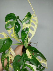 Monstera Adansonii Variegata