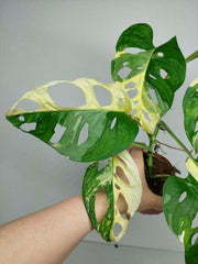 Monstera Adansonii Variegata