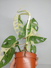 Monstera Adansonii Variegata