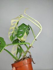 Monstera Adansonii Variegata