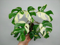 Monstera Minima / Raphidophora Tetrasperma Variegata