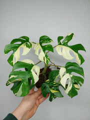 Monstera Minima / Raphidophora Tetrasperma Variegata