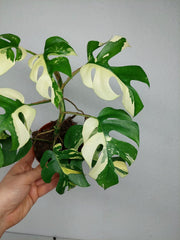 Monstera Minima / Raphidophora Tetrasperma Variegata