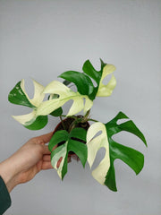 Monstera Minima / Raphidophora Tetrasperma Variegata