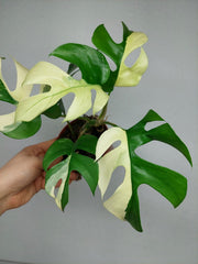 Monstera Minima / Raphidophora Tetrasperma Variegata