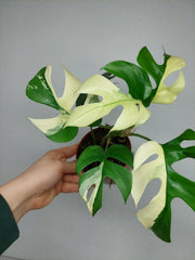 Monstera Minima / Raphidophora Tetrasperma Variegata