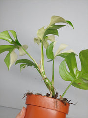 Monstera Minima / Raphidophora Tetrasperma Variegata