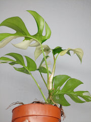 Monstera Minima / Raphidophora Tetrasperma Variegata
