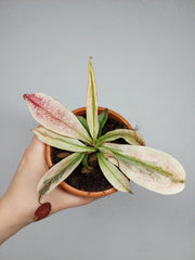 Nepenthes Viking x Ampullaria Variegata
