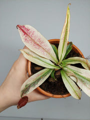 Nepenthes Viking x Ampullaria Variegata