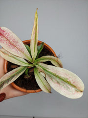 Nepenthes Viking x Ampullaria Variegata