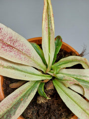 Nepenthes Viking x Ampullaria Variegata