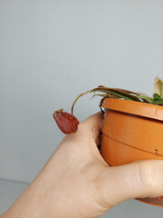 Nepenthes Viking x Ampullaria Variegata