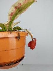 Nepenthes Viking x Ampullaria Variegata