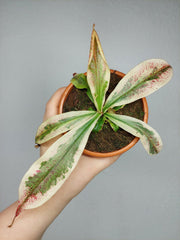 Nepenthes Viking x Ampullaria Variegata