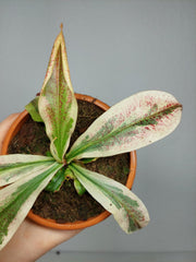 Nepenthes Viking x Ampullaria Variegata