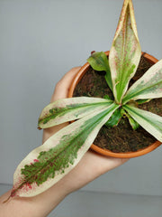 Nepenthes Viking x Ampullaria Variegata