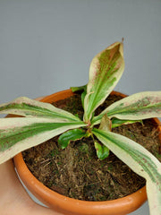Nepenthes Viking x Ampullaria Variegata