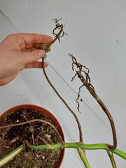 Monstera Aurea Stecklinge