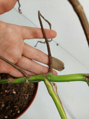 Monstera Aurea Stecklinge