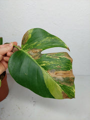 Monstera Aurea Stecklinge