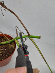 Monstera Aurea Stecklinge