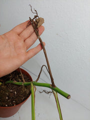 Monstera Aurea Stecklinge