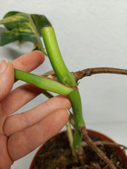 Monstera Aurea Stecklinge
