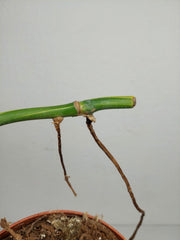 Monstera Aurea Stecklinge