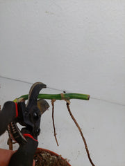 Monstera Aurea Stecklinge