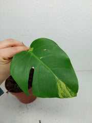 Monstera Aurea Stecklinge