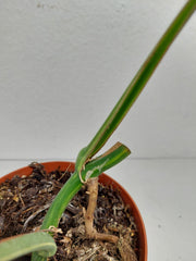 Monstera Aurea Stecklinge