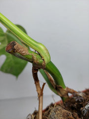 Monstera Aurea Stecklinge