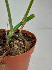 Monstera Aurea Stecklinge