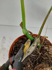 Monstera Aurea Stecklinge