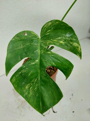 Monstera Aurea Stecklinge