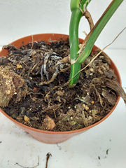 Monstera Aurea Stecklinge