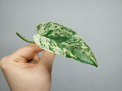 Epipremnum Cebu Blue Variegata Steckling