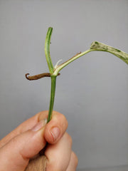 Epipremnum Cebu Blue Variegata Steckling
