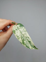 Epipremnum Cebu Blue Variegata Steckling