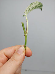 Epipremnum Cebu Blue Variegata Steckling
