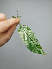Epipremnum Cebu Blue Variegata Steckling