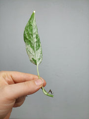 Epipremnum Cebu Blue Variegata Steckling