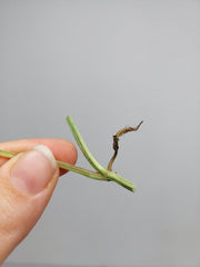 Epipremnum Cebu Blue Variegata Steckling