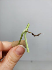Epipremnum Cebu Blue Variegata Steckling