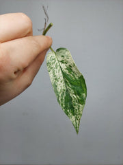 Epipremnum Cebu Blue Variegata Steckling