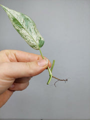 Epipremnum Cebu Blue Variegata Steckling