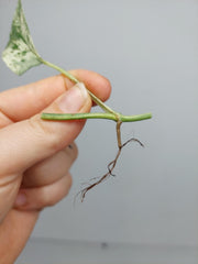 Epipremnum Cebu Blue Variegata Steckling